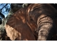 Kawałek słonia w Elephant Sanctuary..