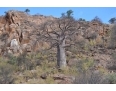 Baobab..