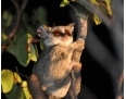 Bush Baby - Galago