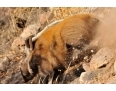 Bush Pig - Afrykańska dzika świnia..