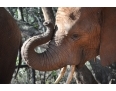 Drugi sloń w Elephant Sanctuary...