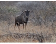 Antylopa Gnu